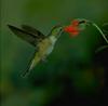Hummingbird