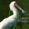 African Spoonbill - Platalea alba (Scopoli, 1786)