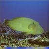 Humphead Wrasse (Cheilinus undulatus)