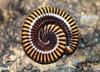 Pumpkin Millipede