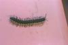 Millipede