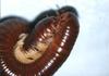 Mating Millipedes