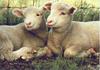 Domestic Sheep (Ovis aries)