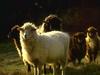 Domestic Sheep (Ovis aries)