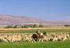 Domestic Sheep (Ovis aries)  - Cloned Polly