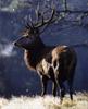 Red Deer (Cervus elaphus)