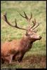 Red Deer (Cervus elaphus)