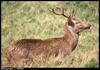 Red Deer (Cervus elaphus)