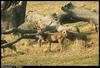 Red Deer (Cervus elaphus)