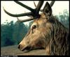 Red Deer (Cervus elaphus)