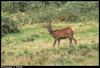 Red Deer (Cervus elaphus)