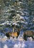 Elk (Cervus elaphus)