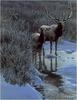 [Animal Art - Robert Bateman] Elk pair (Cervus elaphus)