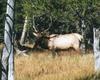 Bull Elk (Cervus elaphus)