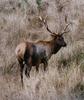 Bull Elk (Cervus elaphus)