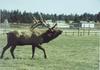 Bull Elk (Cervus elaphus)