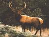 Bull Elk (Cervus elaphus)