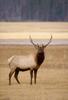 Bull Elk (Cervus elaphus)