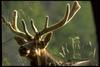 Elk (Cervus elaphus)