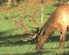 Elk (Cervus elaphus)