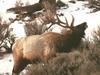 Elk (Cervus elaphus)