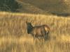 Elk (Cervus elaphus)