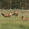 Elks (Cervus elaphus)