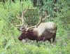 Elk (Cervus elaphus)