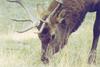 Elk (Cervus elaphus)