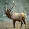 Elk (Cervus elaphus)