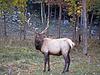 Elk (Cervus elaphus)