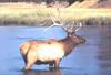 Elk (Cervus elaphus)