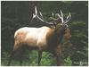 Rocky Mountain Elk (Cervus elaphus)