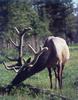 Bull Elk (Cervus elaphus)