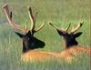 Elks (Cervus elaphus)