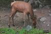 Elk (Cervus elaphus)