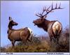 [Animal Art - Patrick A. Lundquist] Tule Elks (Cervus elaphus nannodes)