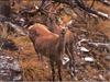 Doe Red Deer (Cervus elaphus)
