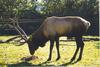 Elks (Cervus elaphus)