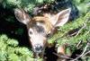 Deer fawn