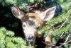 Deer fawn