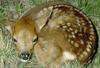 Deer fawn