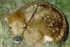 Deer fawn