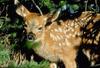 Deer fawn