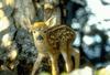 Deer fawn