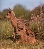 Deer fawns