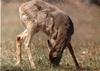 Deer fawn