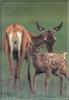 Deer fawn  and doe