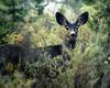 Mule Deer - Odocoileus hemionus