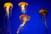 Jellyfish quartet
